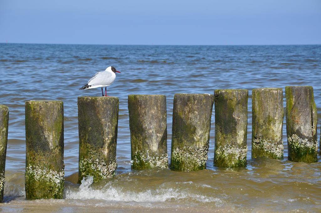Seetelhotel Nautic Usedom Hotel & Spa Koserow Buitenkant foto